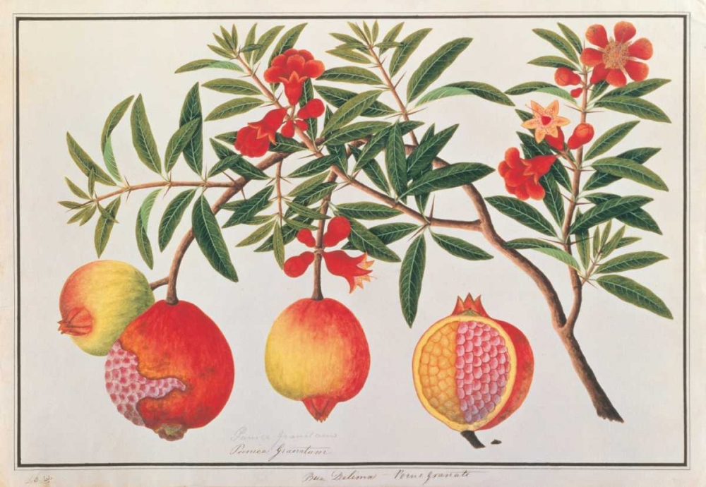 Pomegranate art print by Anonymous for $57.95 CAD