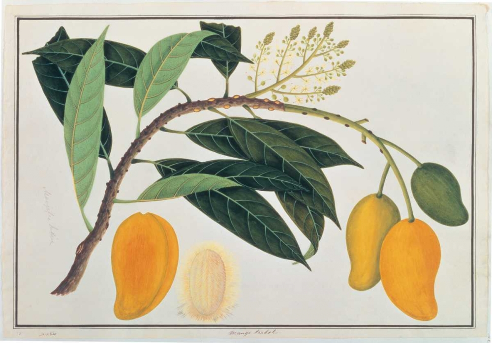 Mango art print by Anonymous for $57.95 CAD