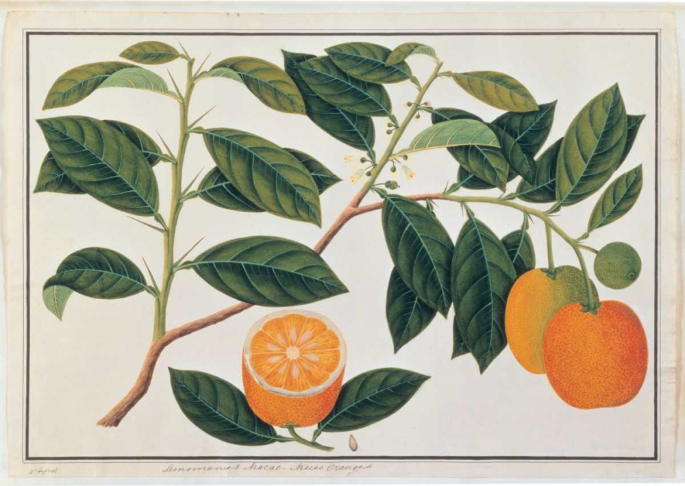 Macao Oranges art print by Anonymous for $57.95 CAD