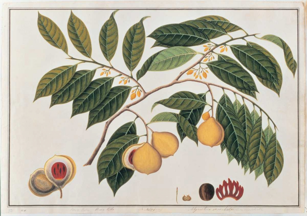 Nutmeg art print by Anonymous for $57.95 CAD