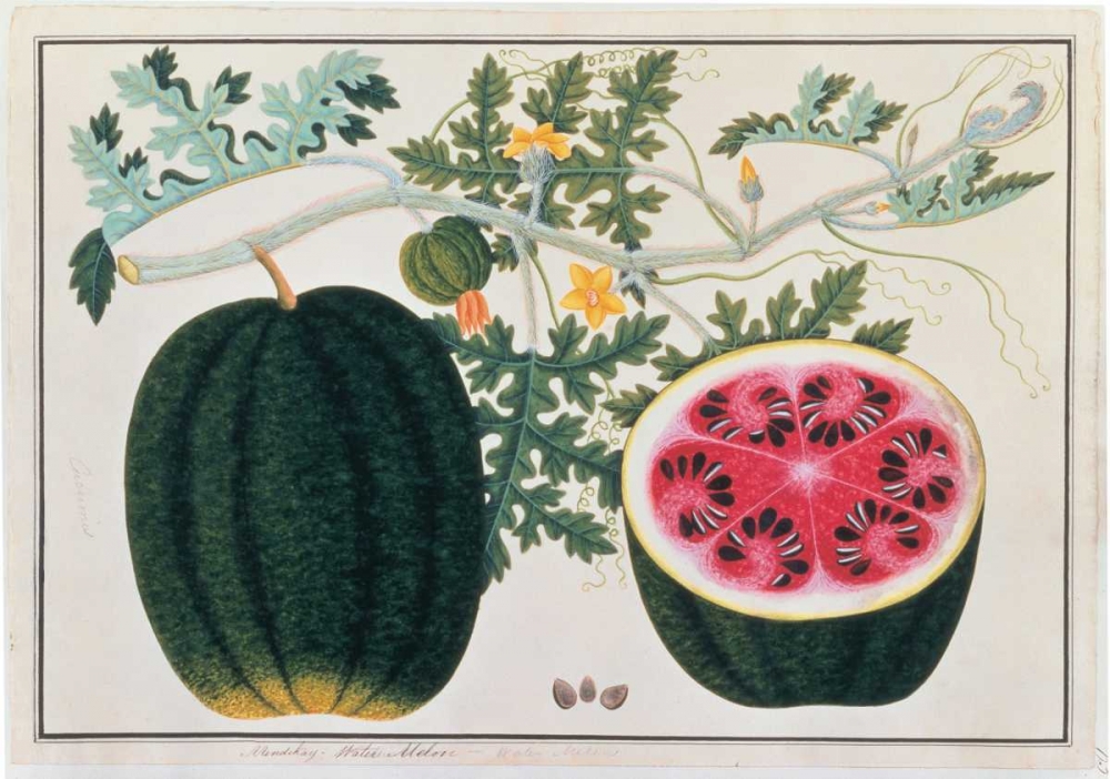 Watermelon art print by Anonymous for $57.95 CAD