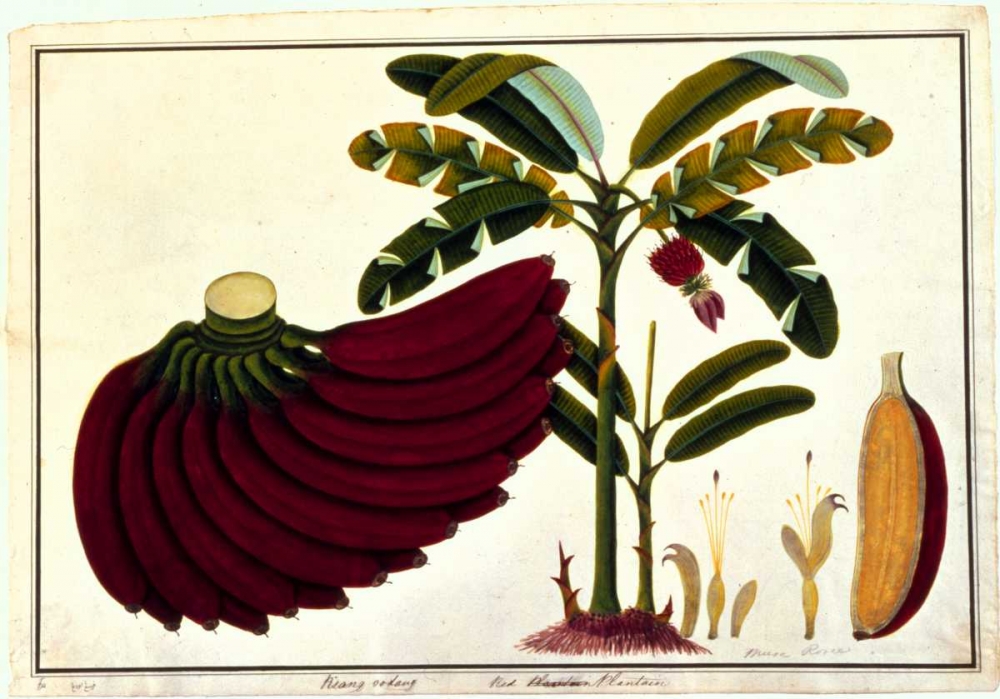 Banana art print by Anonymous for $57.95 CAD