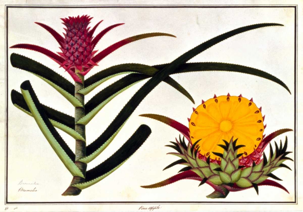 Pineapple art print by Anonymous for $57.95 CAD