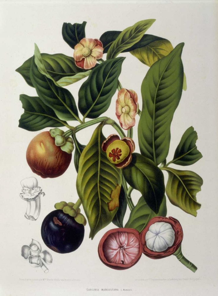 Mangosteen art print by Madame Van Nooten for $57.95 CAD
