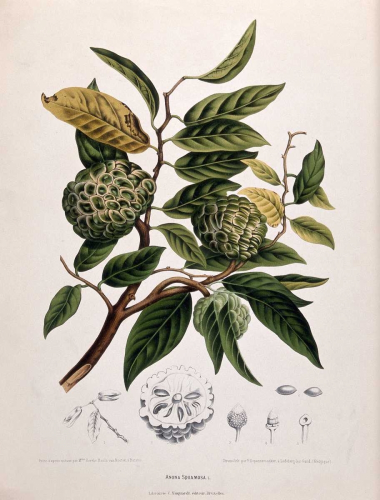 Custard Apple art print by Madame Van Nooten for $57.95 CAD