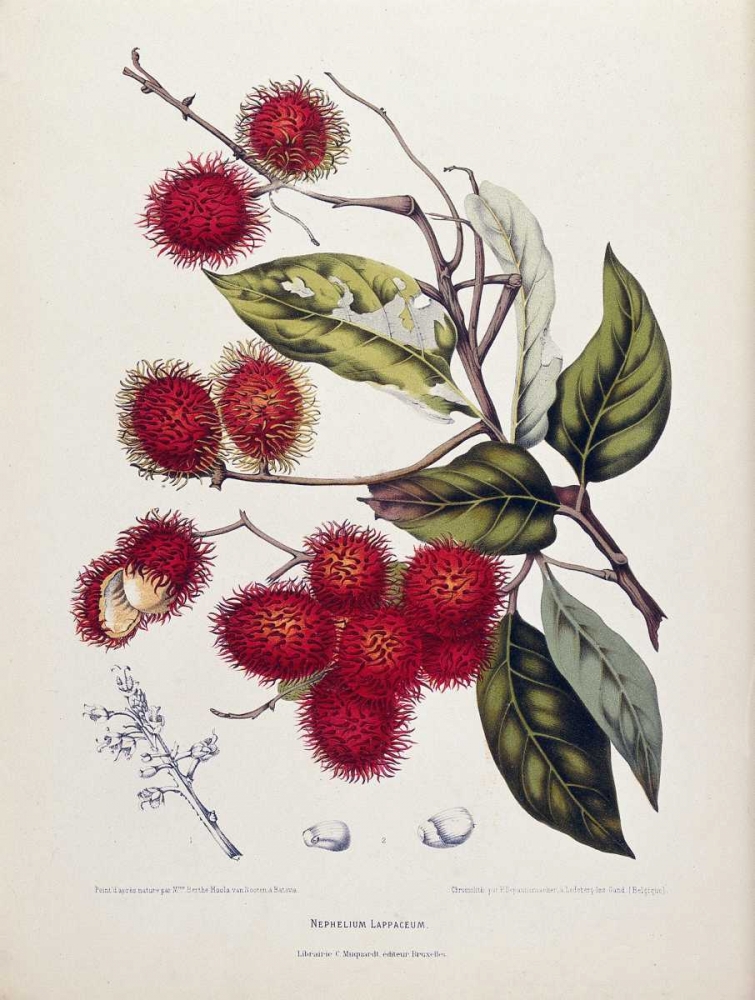 Rambutan art print by Madame Van Nooten for $57.95 CAD