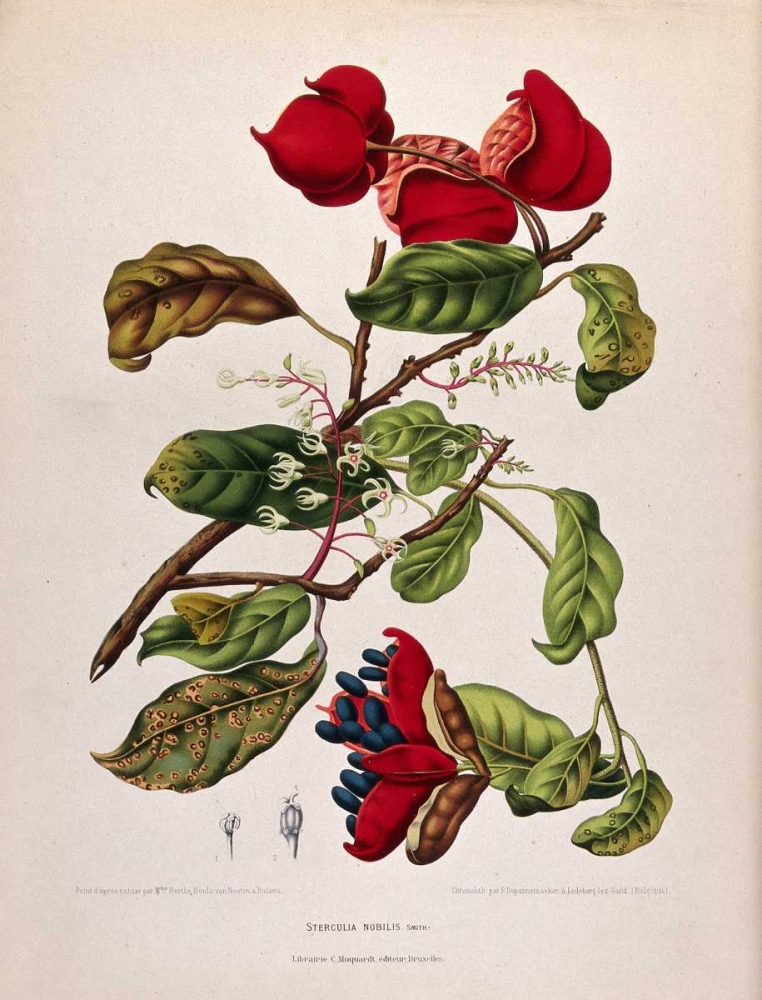 Chinese Chestnut art print by Madame Van Nooten for $57.95 CAD