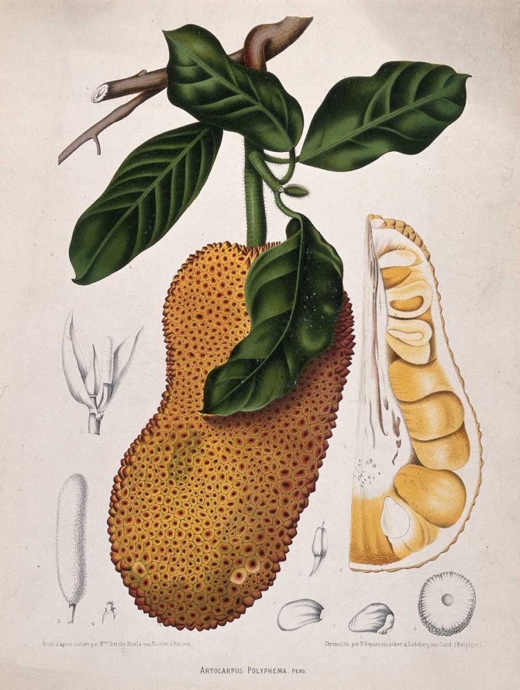 Jackfruit art print by Madame Van Nooten for $57.95 CAD
