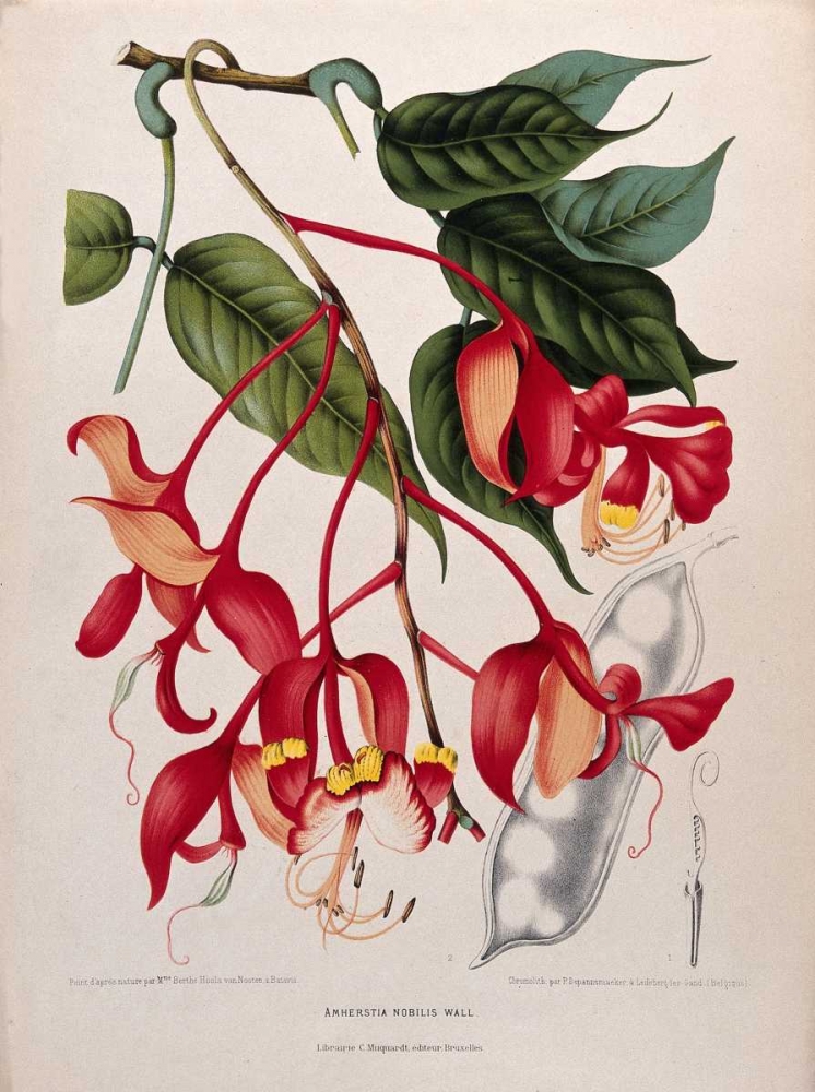 Orchid tree, Pride of Burma art print by Madame Van Nooten for $57.95 CAD