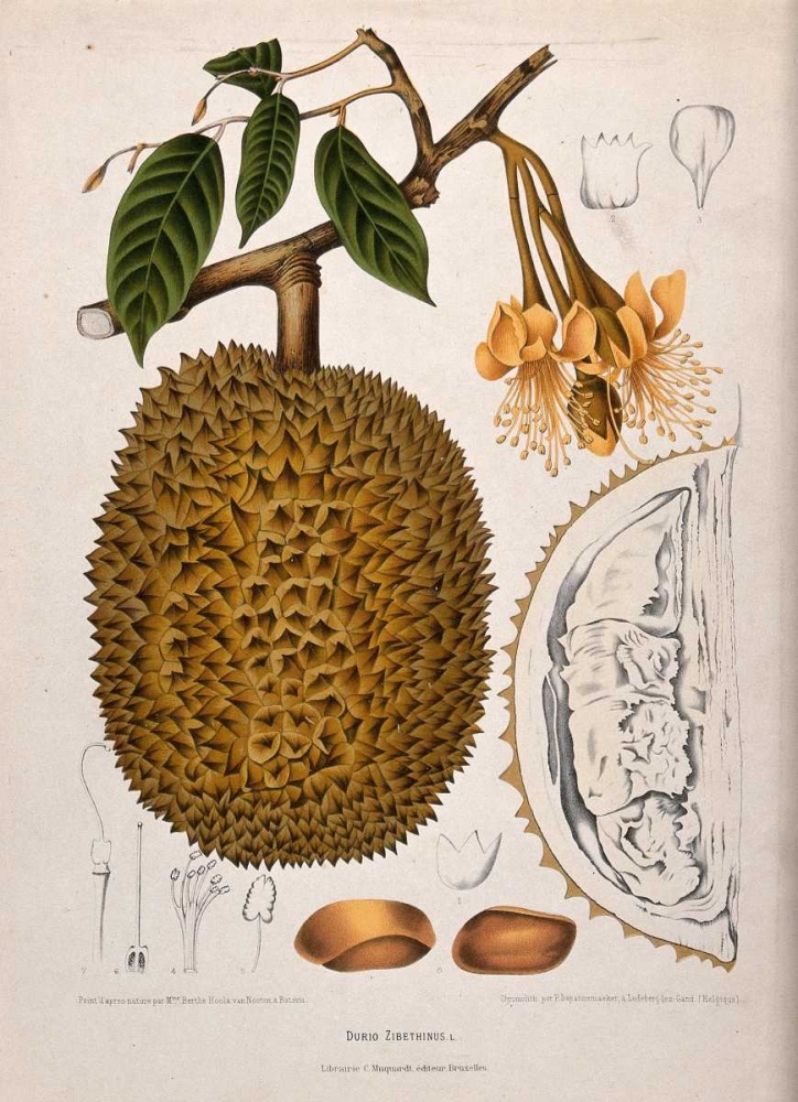 Durian art print by Madame Van Nooten for $57.95 CAD