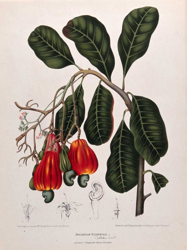 Cashew Nut art print by Madame Van Nooten for $57.95 CAD