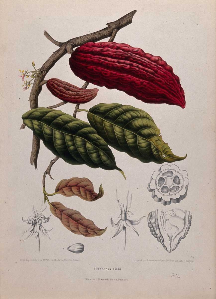 Cacao art print by Madame Van Nooten for $57.95 CAD