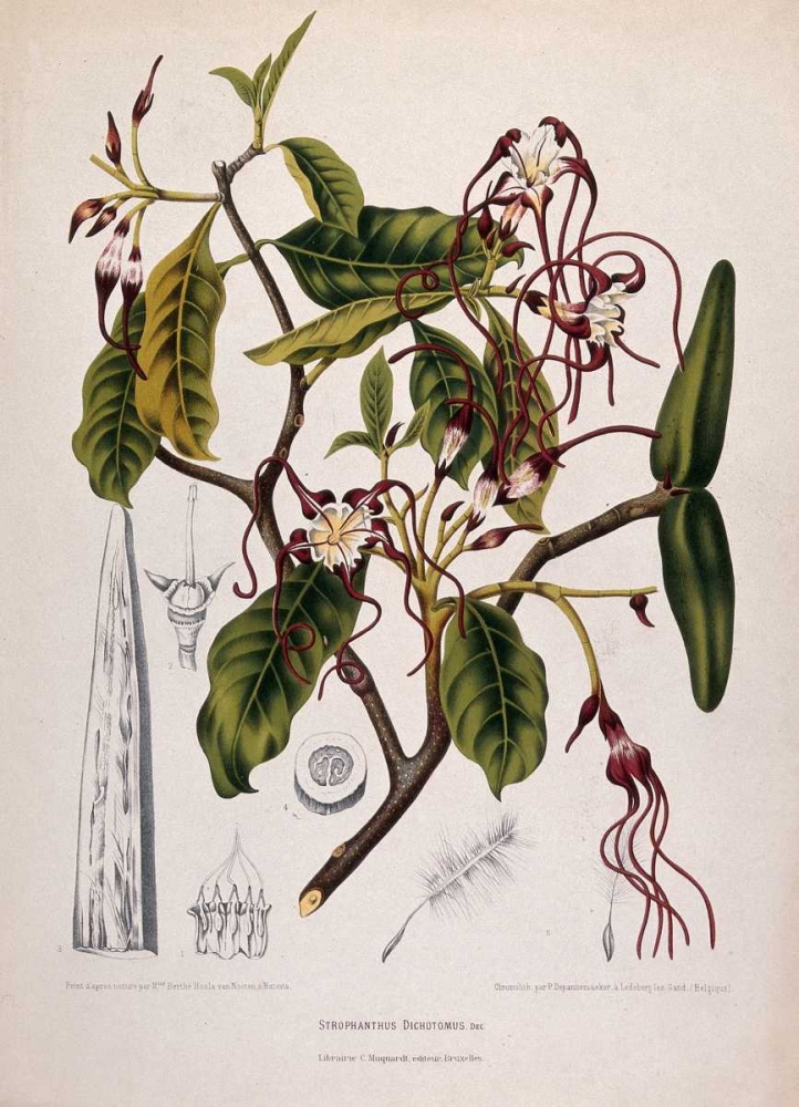 Twisted Cord Flower art print by Madame Van Nooten for $57.95 CAD