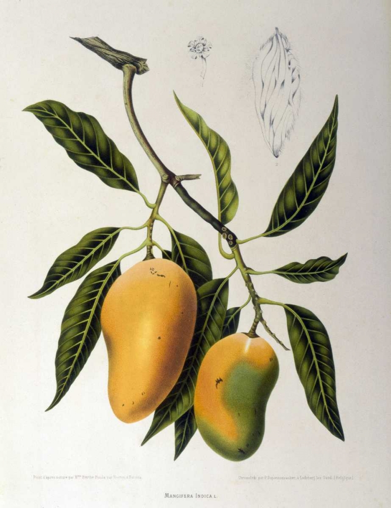 Mangosteen art print by Madame Van Nooten for $57.95 CAD