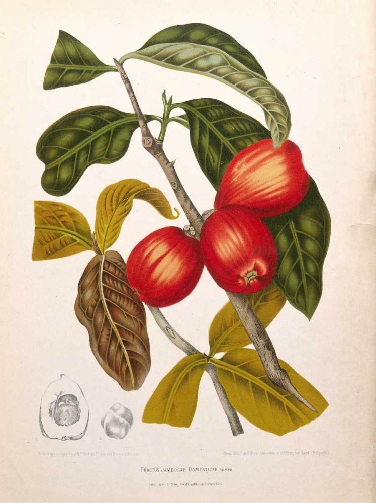 Rose Apple fruiting art print by Madame Van Nooten for $57.95 CAD