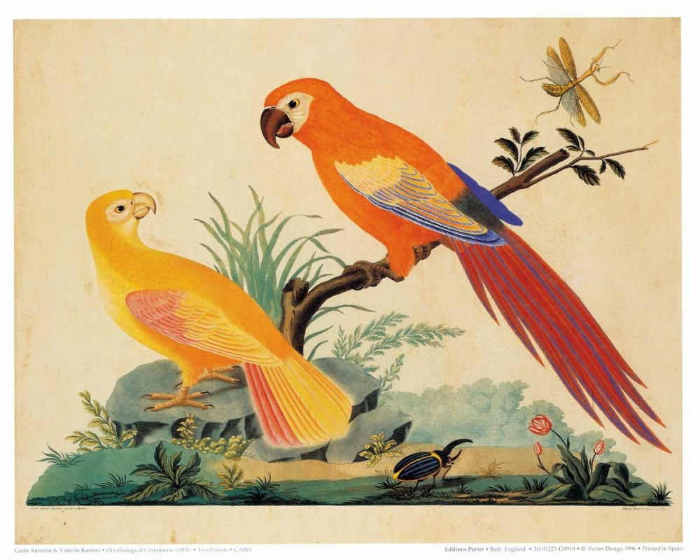 Two Parrots art print by Carlo, Vittorio Raineri for $57.95 CAD
