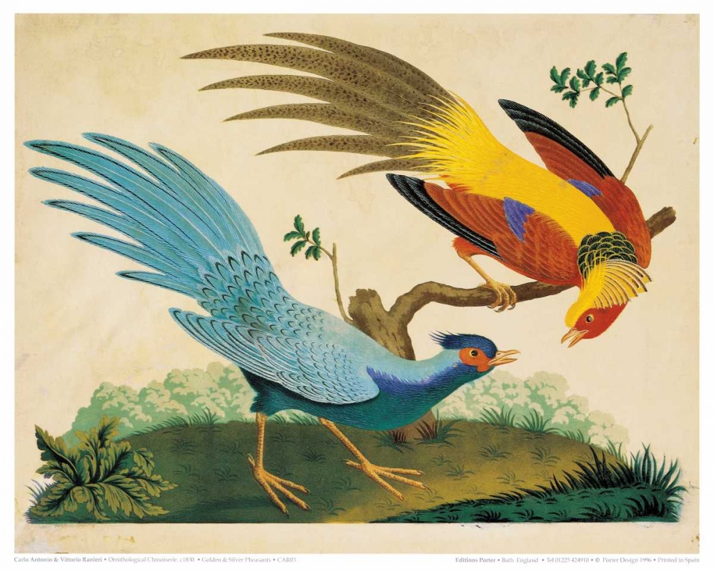 Golden and Silver Pheasant art print by Carlo, Vittorio Raineri for $57.95 CAD