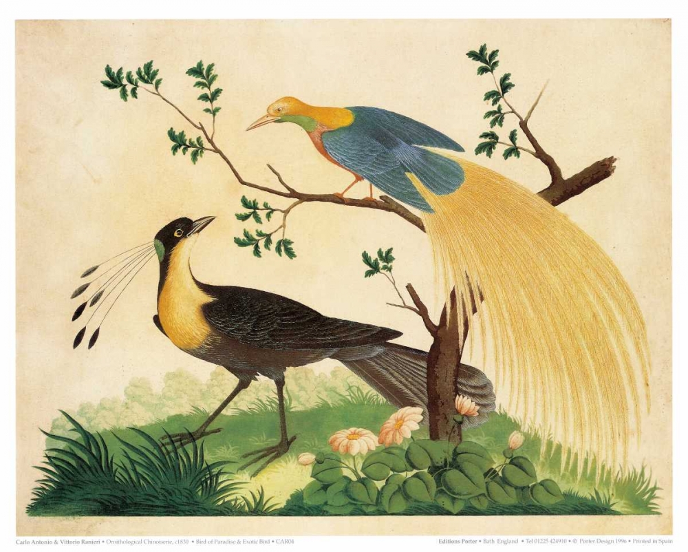 Bird of Paradise and Exotic Bird art print by Carlo, Vittorio Raineri for $57.95 CAD