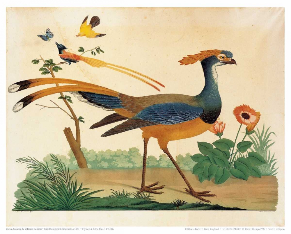 Flytrap, Little bird and Butterfly art print by Carlo, Vittorio Raineri for $57.95 CAD