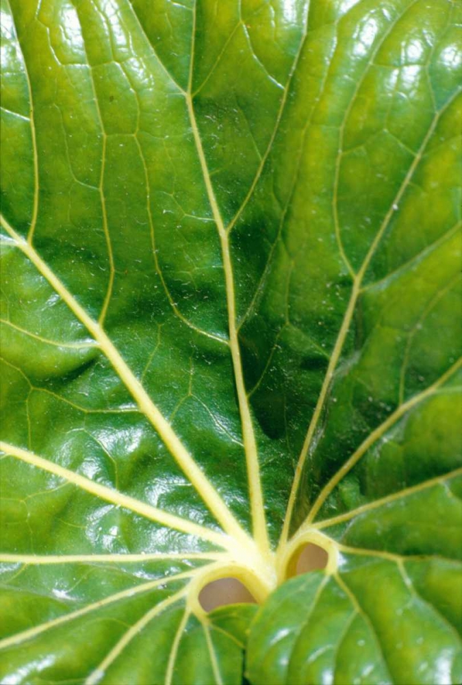 Tropical Leaf art print by Cyril Blue for $57.95 CAD