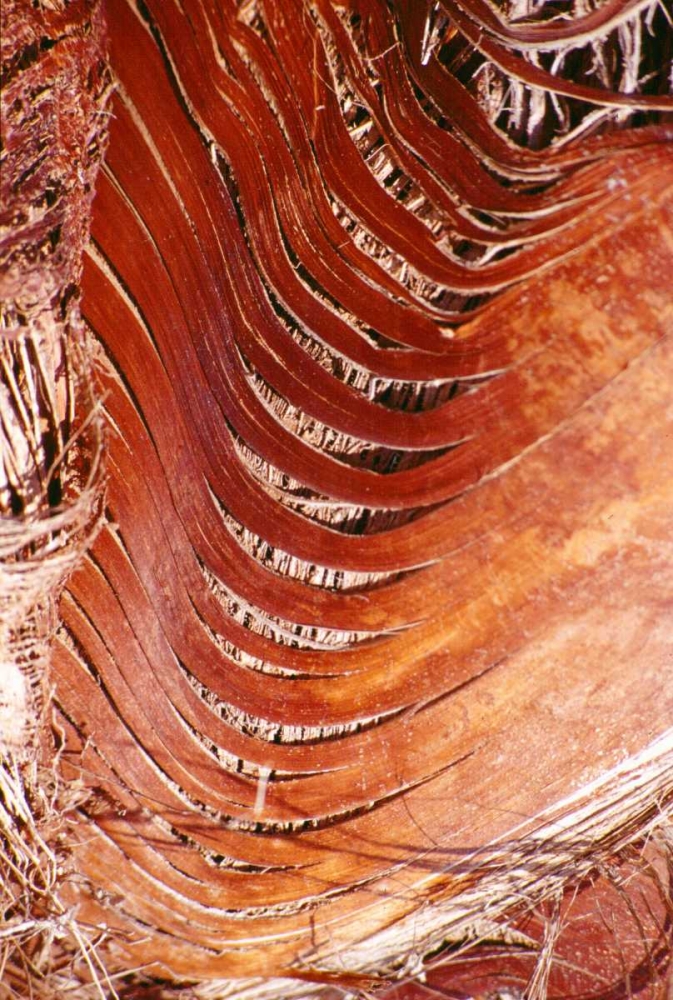 Palm Bark art print by Cyril Blue for $57.95 CAD
