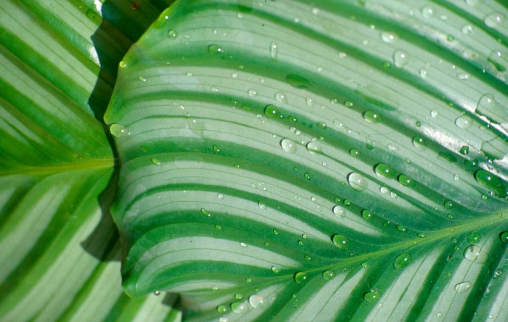 Tropical Leaf art print by Cyril Blue for $57.95 CAD