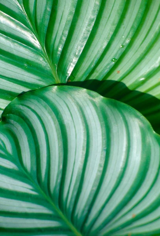 Tropical Leaf art print by Cyril Blue for $57.95 CAD