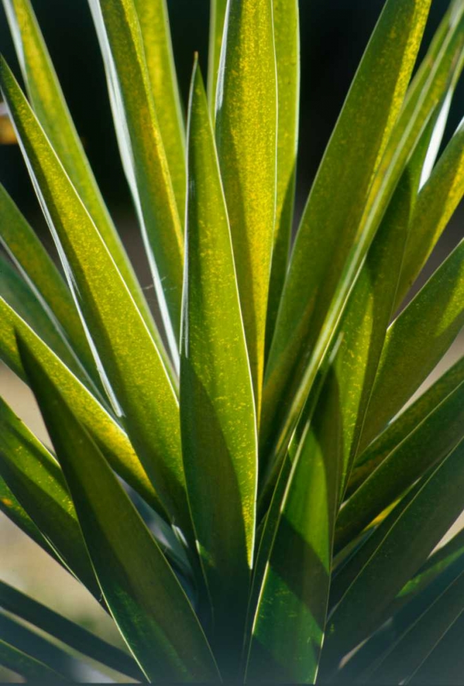 Aloe art print by Cyril Blue for $57.95 CAD