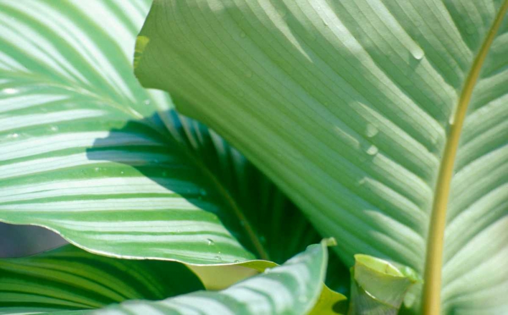 Tropical Leaves art print by Cyril Blue for $57.95 CAD