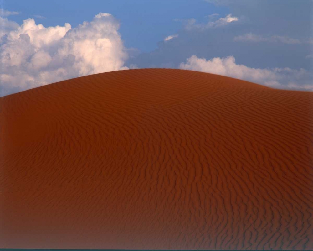Sand Dune, Sahara art print by Cyril Blue for $57.95 CAD
