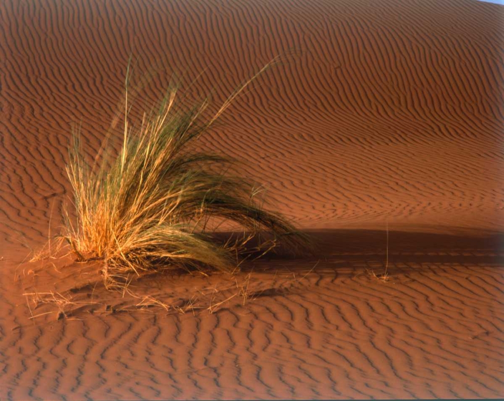Grass, Sand Dune Sahara art print by Cyril Blue for $57.95 CAD