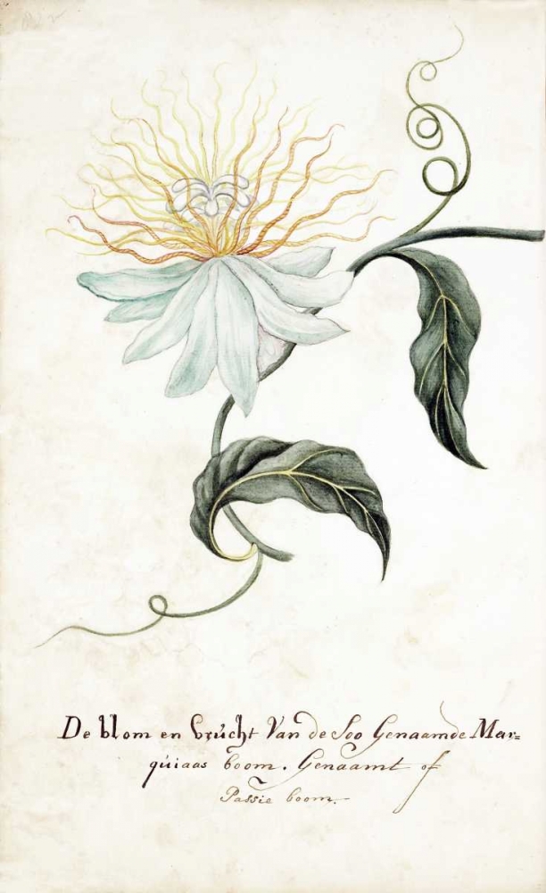 Passion Tree art print by Cornelis Markee for $57.95 CAD