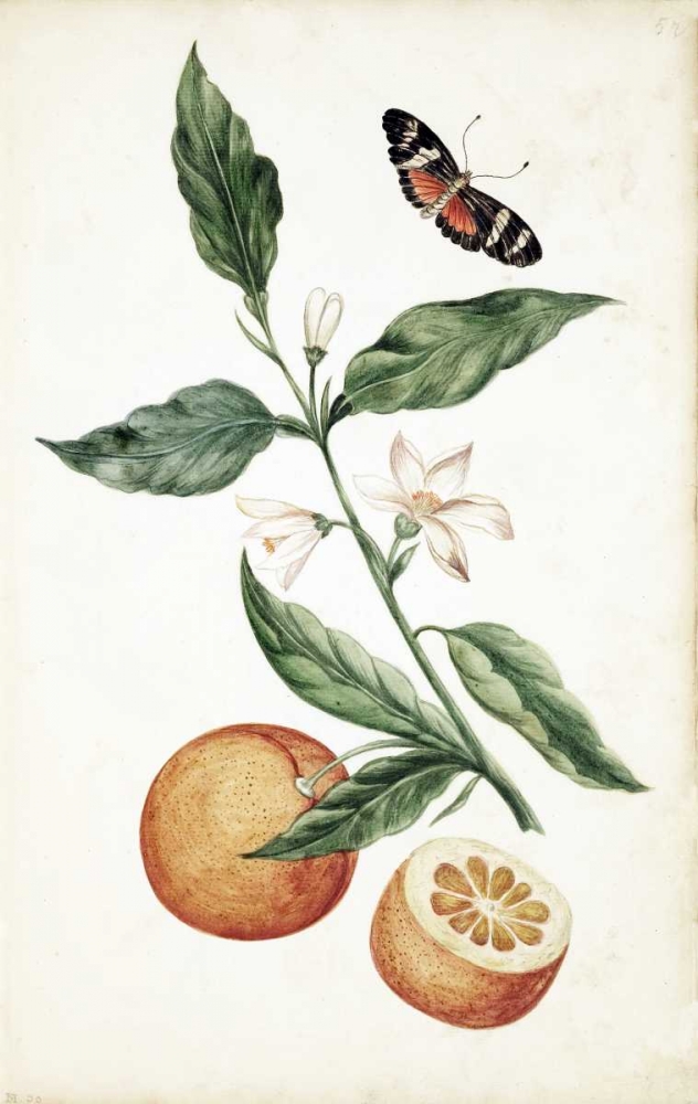 Orange Blossom art print by Cornelis Markee for $57.95 CAD