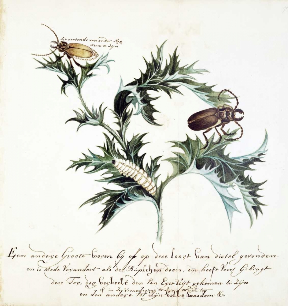 Thistle with Beetles art print by Cornelis Markee for $57.95 CAD