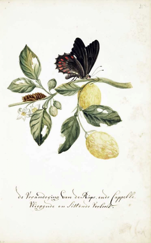 Limmetijen Tree, Butterflies art print by Cornelis Markee for $57.95 CAD