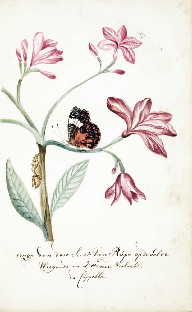 Jasmine Tree Branch, Caterpillar art print by Cornelis Markee for $57.95 CAD