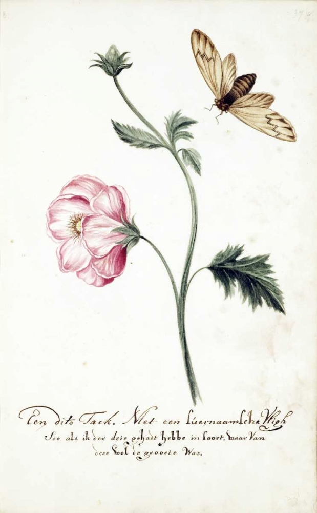 Anemone, Surinam Fly art print by Cornelis Markee for $57.95 CAD