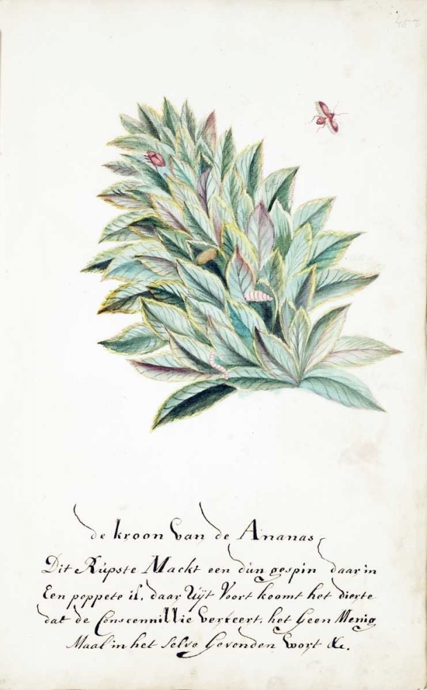 Pineapple Crown art print by Cornelis Markee for $57.95 CAD