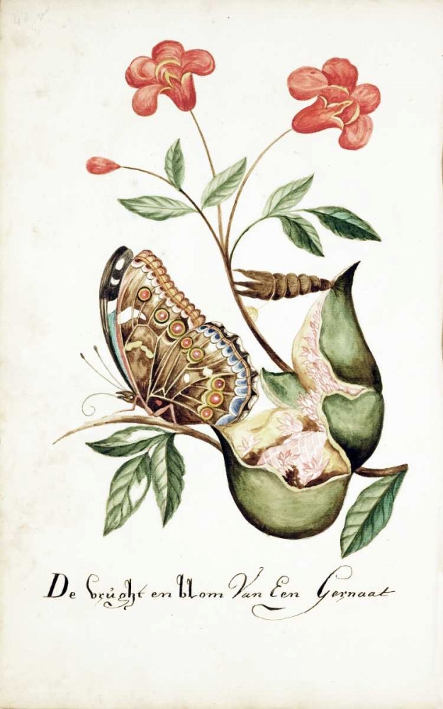Pomegranate, Fruit and Flower art print by Cornelis Markee for $57.95 CAD