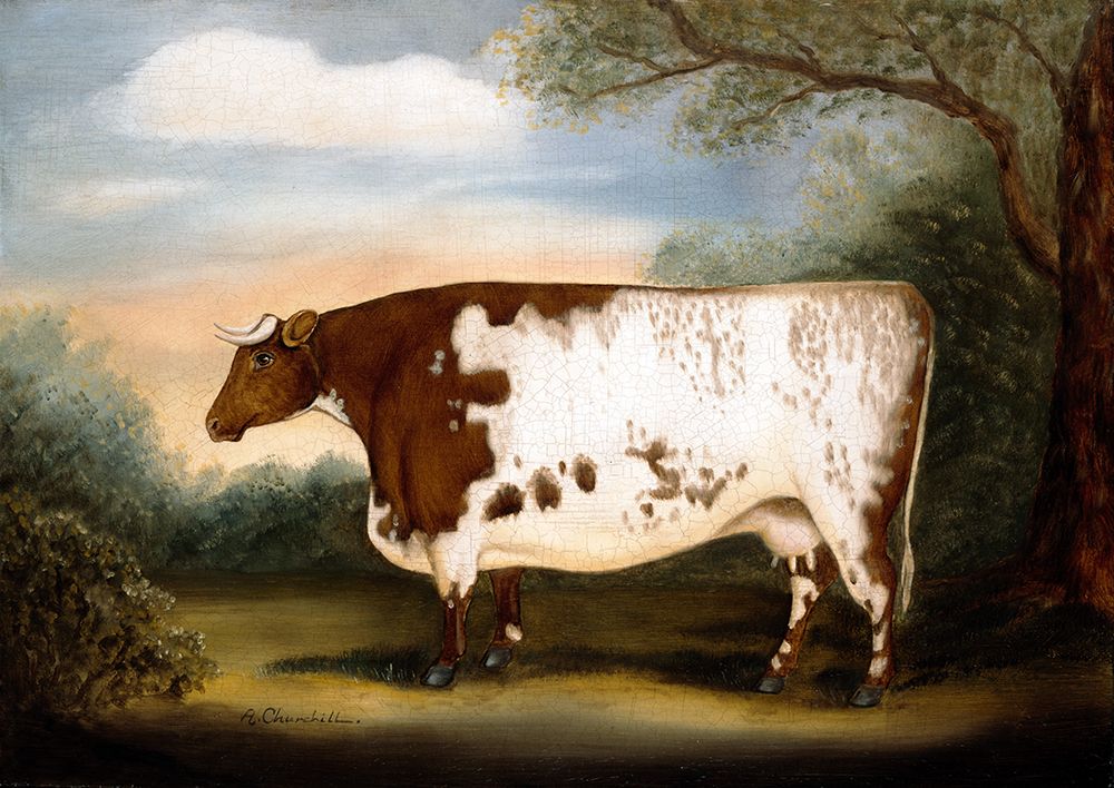 Durham Cow art print by Alexandra Churchill for $57.95 CAD