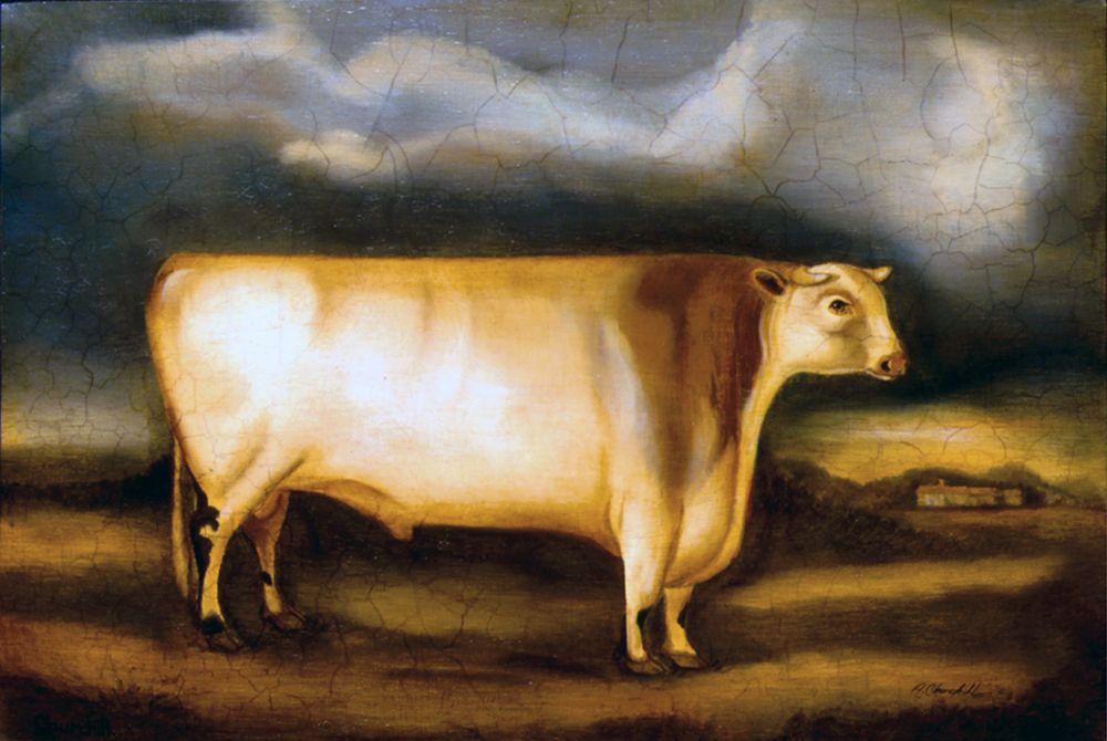Shorthorn Bull art print by Alexandra Churchill for $57.95 CAD