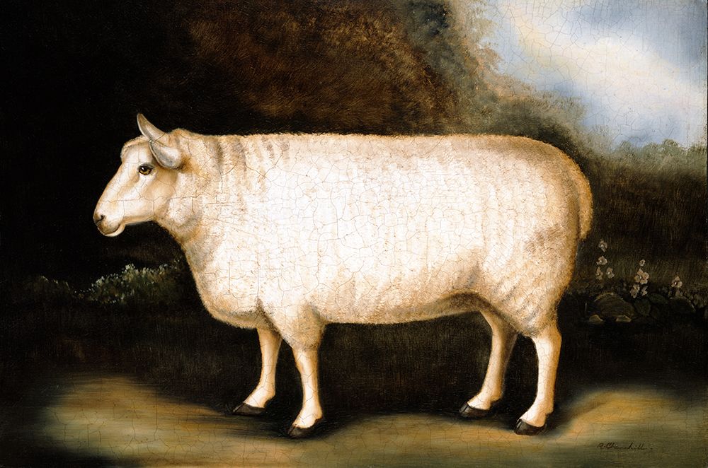 New Leicester Sheep art print by Alexandra Churchill for $57.95 CAD