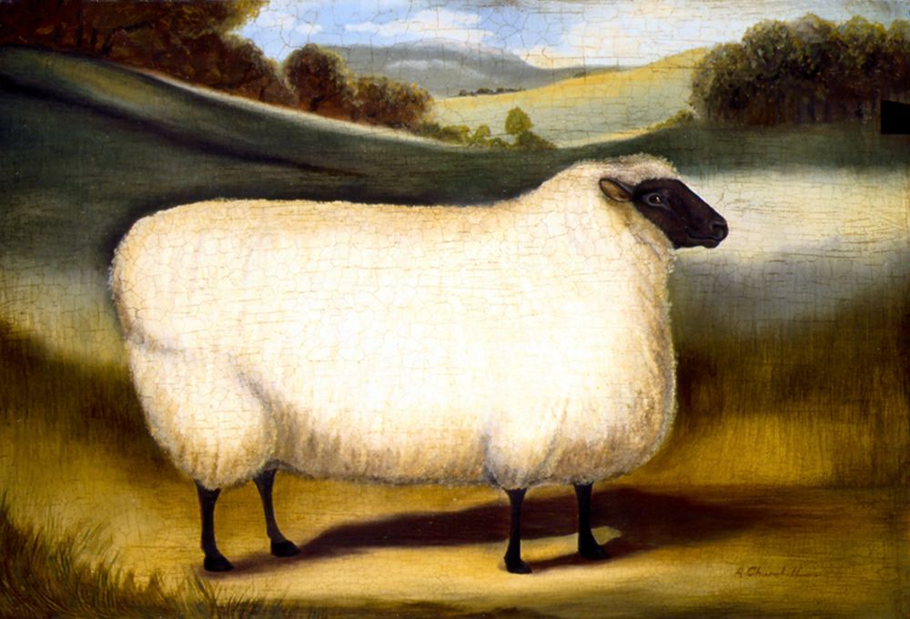 Cotswold Sheep art print by Alexandra Churchill for $57.95 CAD