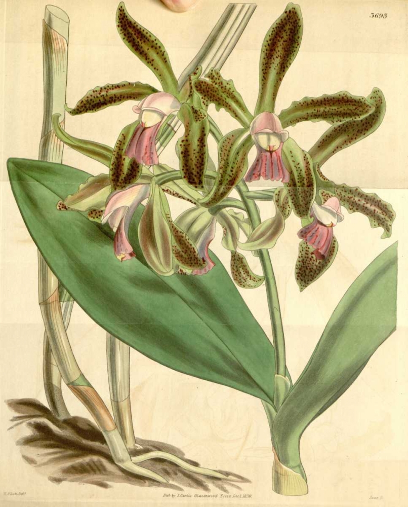 Orchid, Cattleya Guttata art print by William Curtis for $57.95 CAD