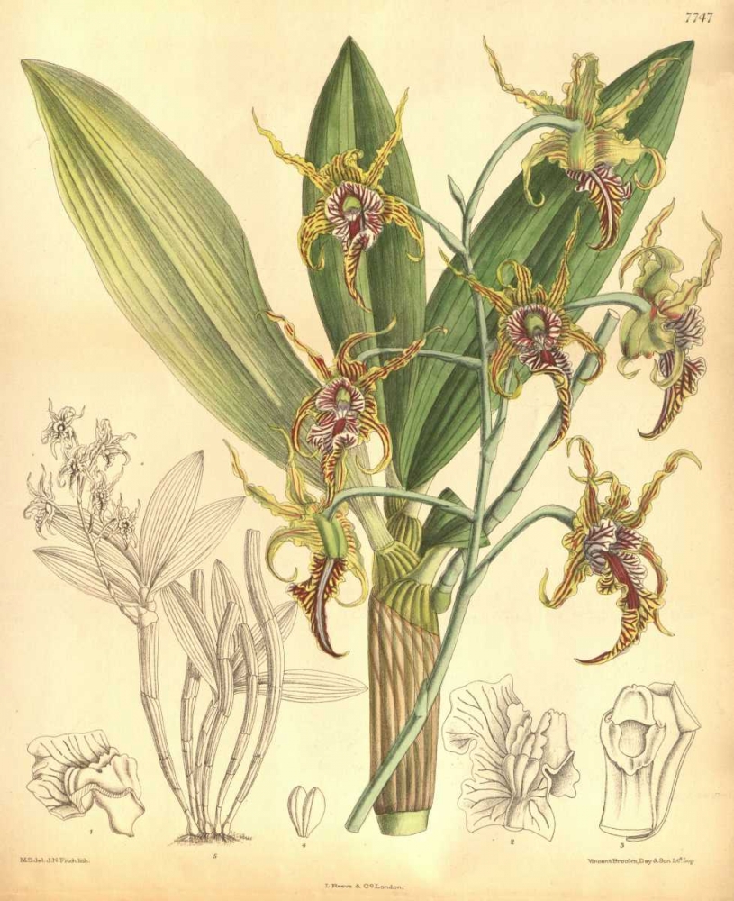 Orchid, Dendrobium Spectabile art print by William Curtis for $57.95 CAD