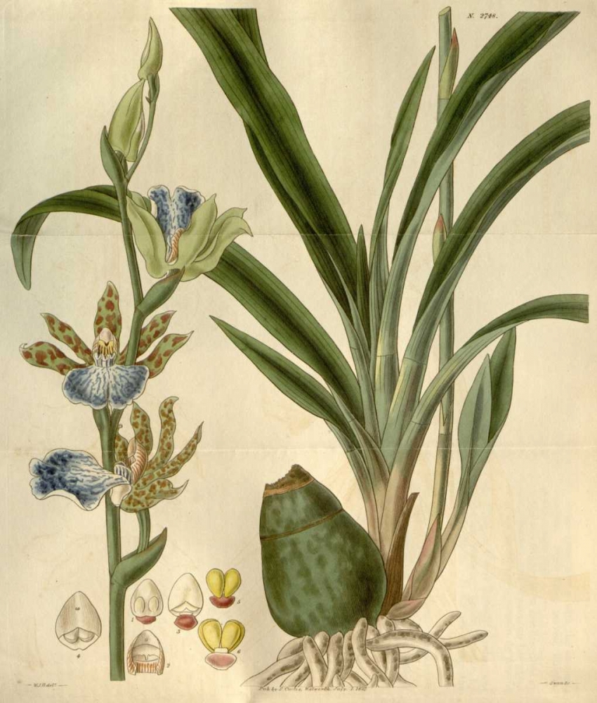 Orchid, Zygopetalum Mackayi art print by William Curtis for $57.95 CAD