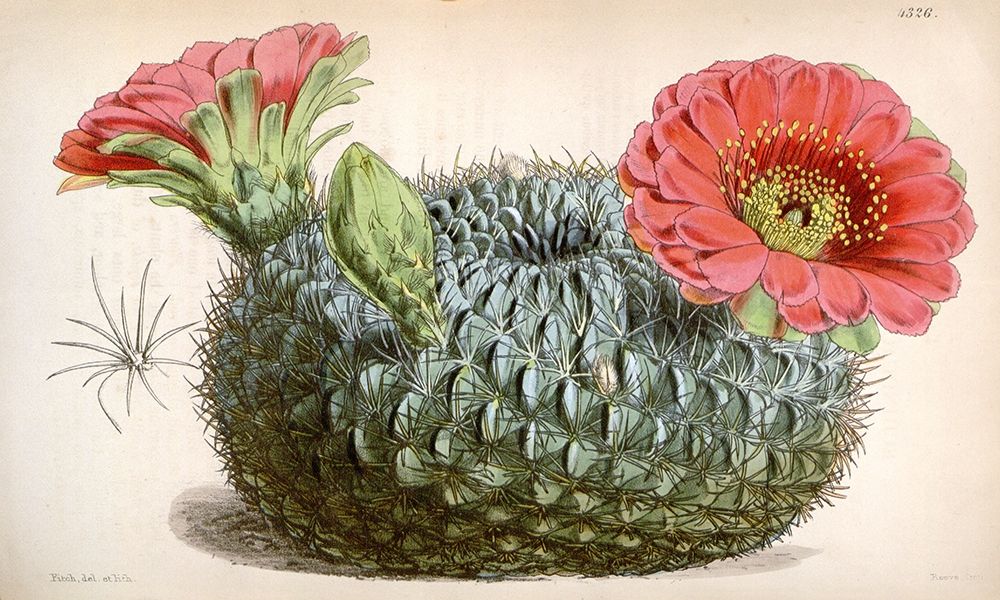 Cactus art print by William Curtis for $57.95 CAD
