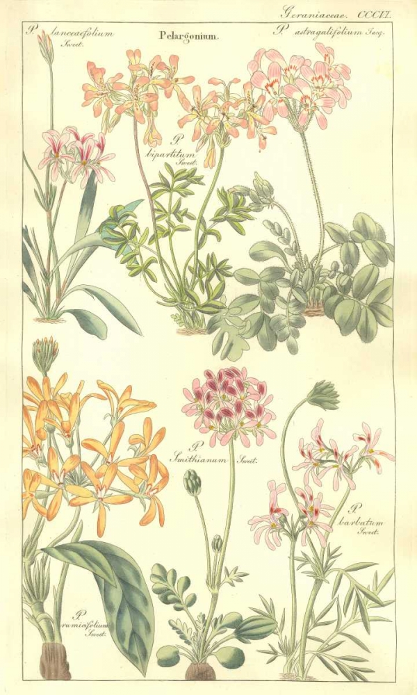 Geraniums art print by David Dietrich for $57.95 CAD