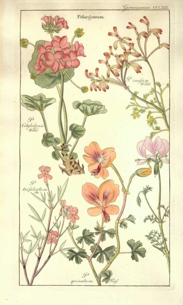 Geraniums art print by David Dietrich for $57.95 CAD