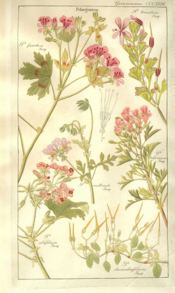 Geraniums art print by David Dietrich for $57.95 CAD